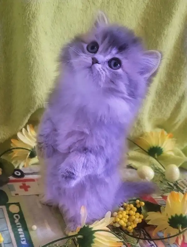 Purebred British Longhair Kitten Female Blue - Photo 4