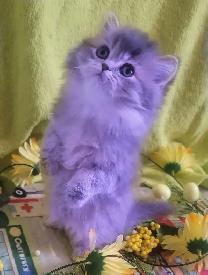 Purebred British Longhair Kitten Female Blue - Photo 4