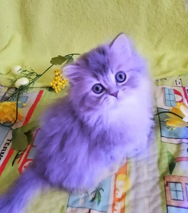 Purebred British Longhair Kitten Female Blue - Photo 5