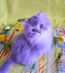 Purebred British Longhair Kitten Female Blue - Photo 5