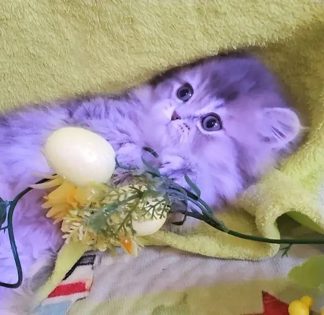 Purebred British Longhair Kitten Female Blue - Photo 6