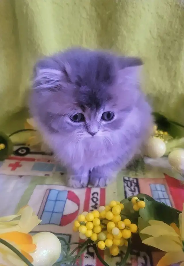 Purebred British Longhair Kitten Female Blue - Photo 7