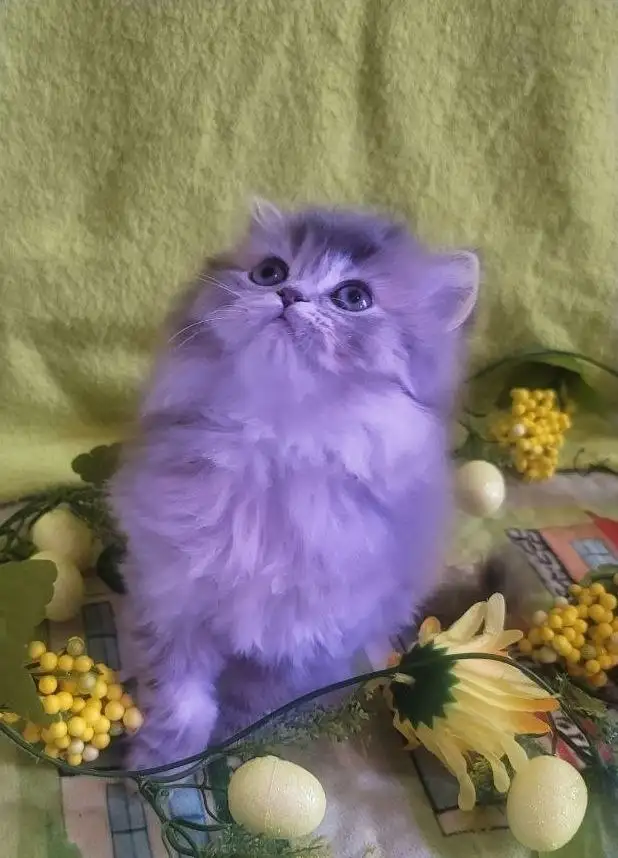 Purebred British Longhair Kitten Female Blue - Photo 8