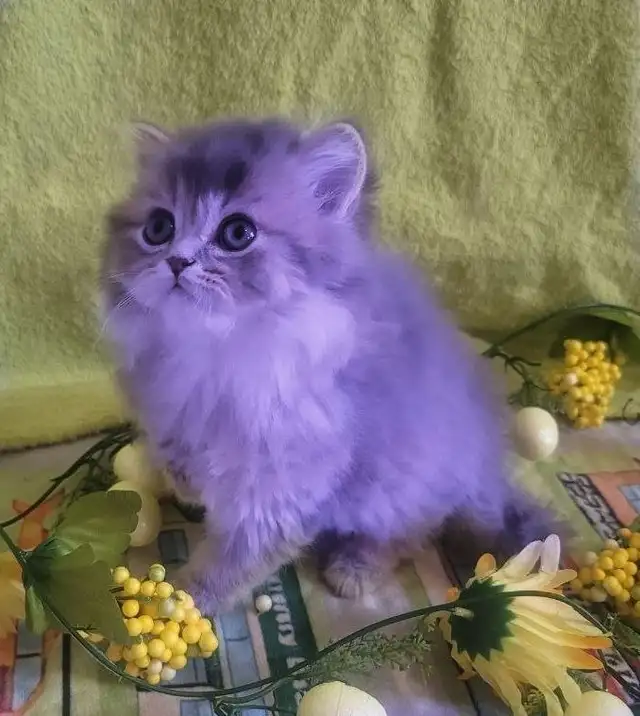 Purebred British Longhair Kitten Female Blue - Photo 9