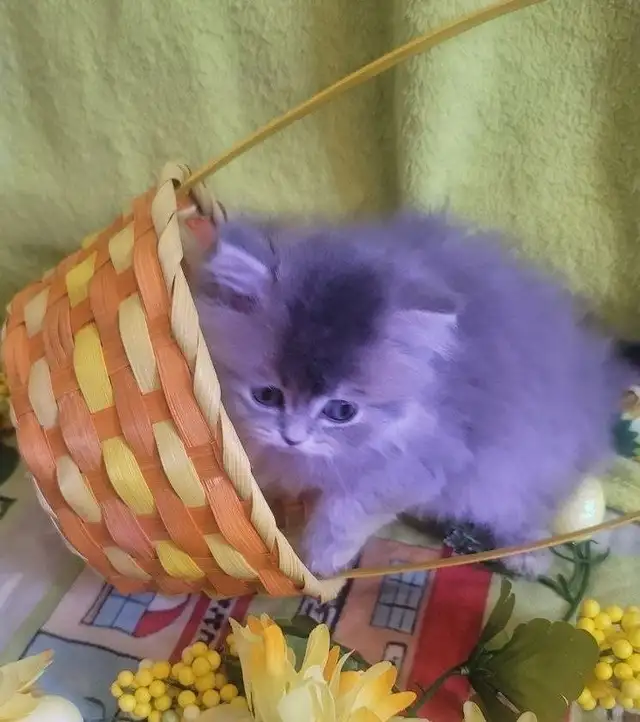Purebred British Longhair Kitten Female Blue - Photo 10