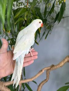 Indian ringneck babies parrot (lacewing Male)