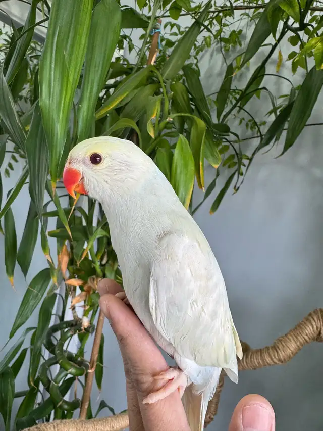Indian ringneck babies parrot (lacewing Male) - Photo 2