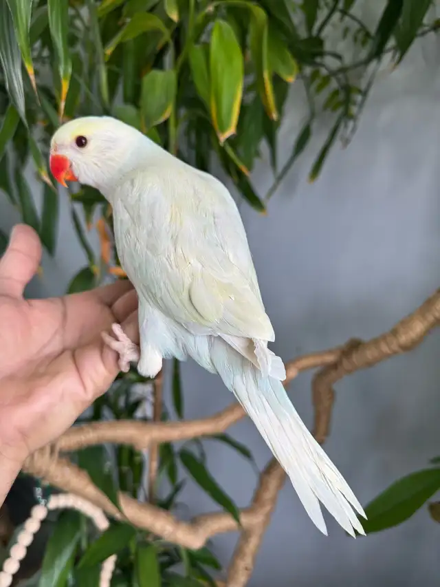 Indian ringneck babies parrot (lacewing Male) - Photo 3
