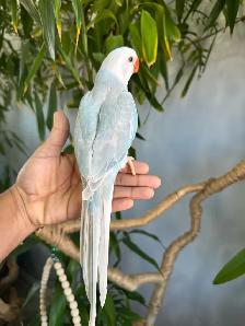 Indian ringneck babies parrot (lacewing Male) - Photo 4