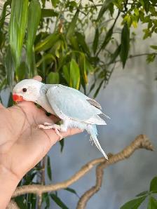 Indian ringneck babies parrot (lacewing Male) - Photo 5
