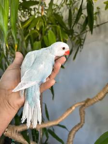 Indian ringneck babies parrot (lacewing Male) - Photo 6