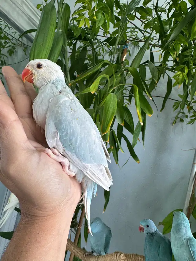 Indian ringneck babies parrot (lacewing Male) - Photo 7