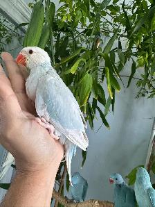 Indian ringneck babies parrot (lacewing Male) - Photo 7