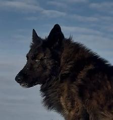 Shepsky (shepherd x husky)