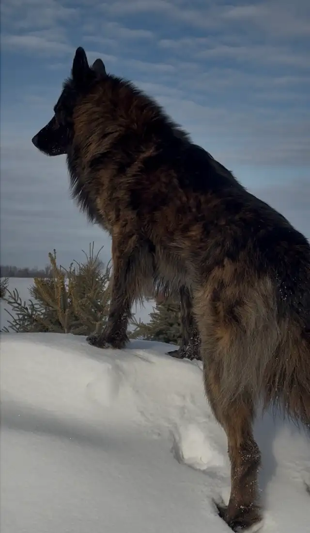 Shepsky (shepherd x husky) - Photo 2