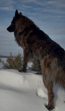 Shepsky (shepherd x husky) - Photo 2