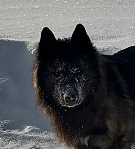 Shepsky (shepherd x husky) - Photo 3