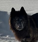 Shepsky (shepherd x husky) - Photo 3