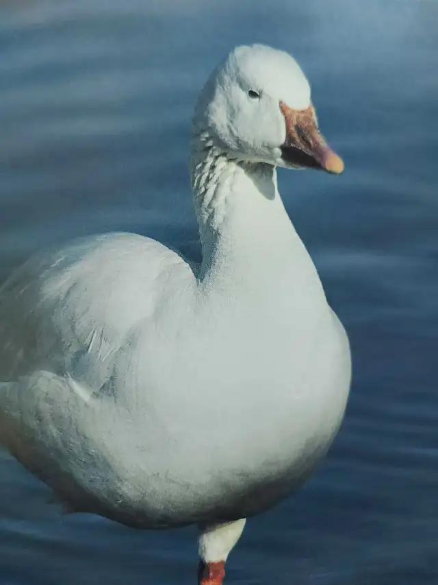 looking for - Photo 2