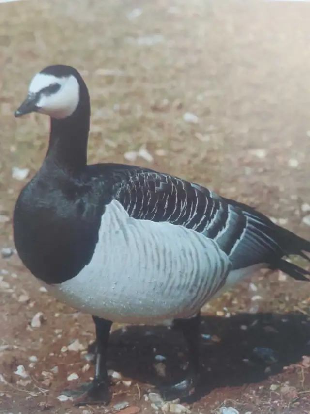 looking for - Photo 3