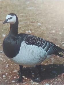 looking for - Photo 3