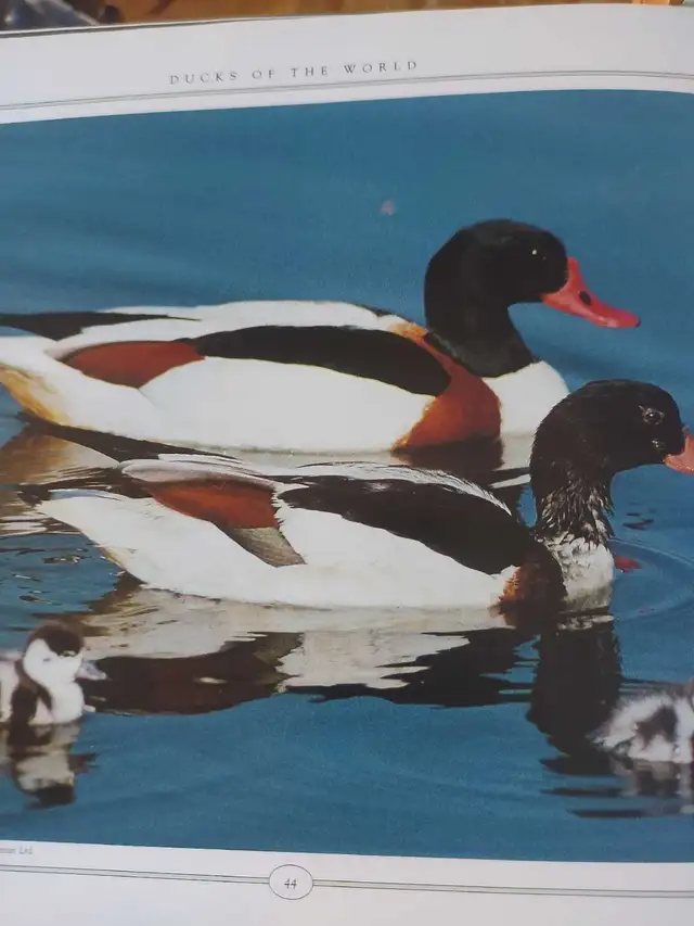 looking for - Photo 4