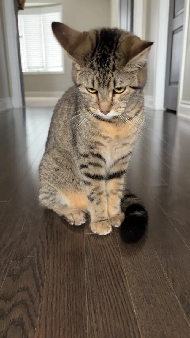 Re-homing a friendly female cat