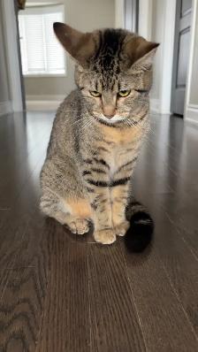 Re-homing a friendly female cat