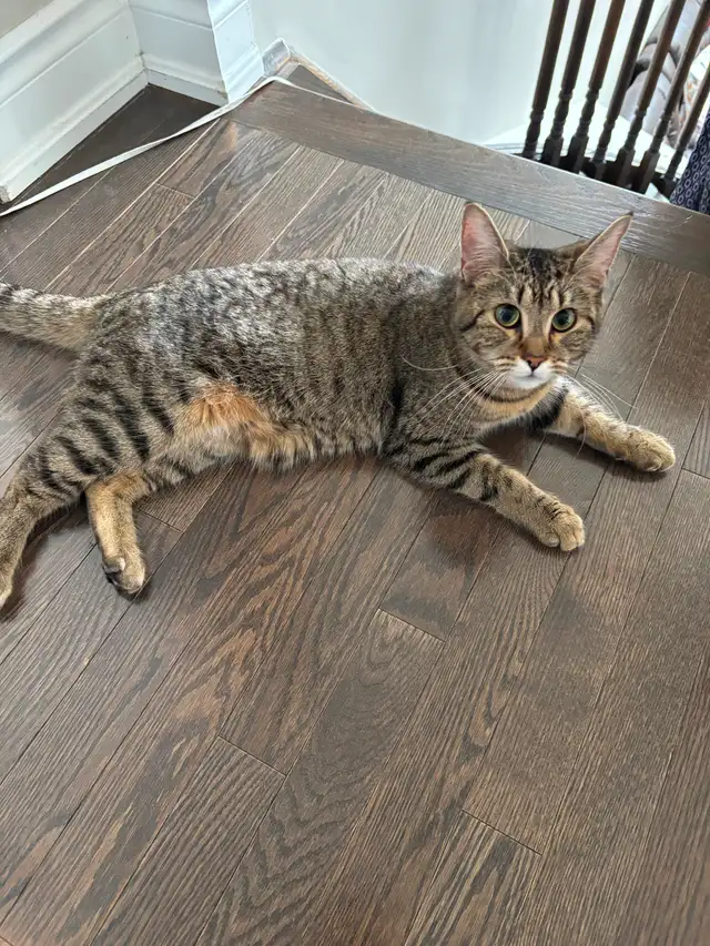 Re-homing a friendly female cat - Photo 2