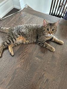 Re-homing a friendly female cat - Photo 2
