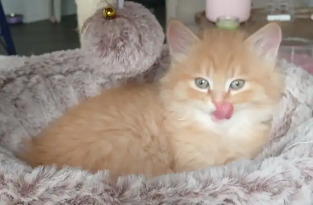 MAGNIFIQUE CHATON MÂLE PERSAN CROISÉ SCOTTISH DE 3 MOIS.