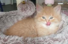 MAGNIFIQUE CHATON MÂLE PERSAN CROISÉ SCOTTISH DE 3 MOIS.