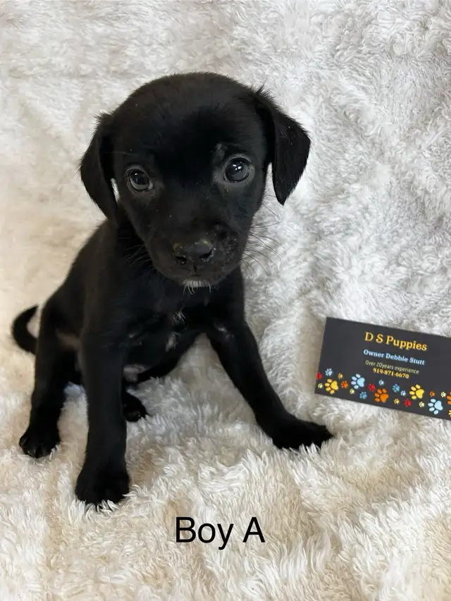 Chihuahua X Terrier - Photo 2