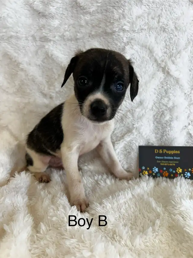 Chihuahua X Terrier - Photo 3