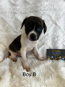 Chihuahua X Terrier - Photo 3