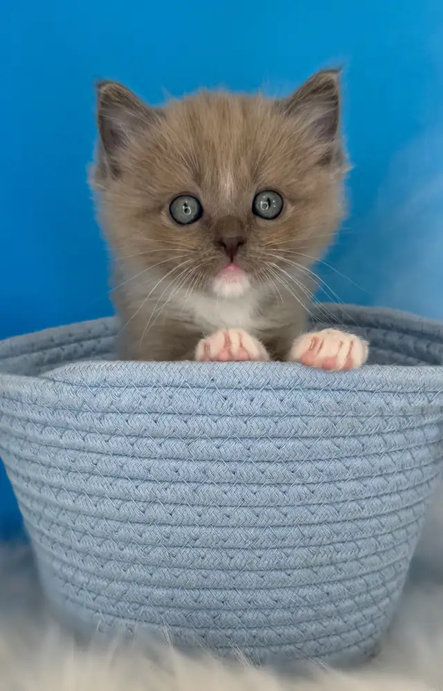 TICA Registered Ragdoll Kittens - Photo 2