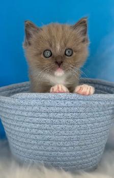 TICA Registered Ragdoll Kittens - Photo 2