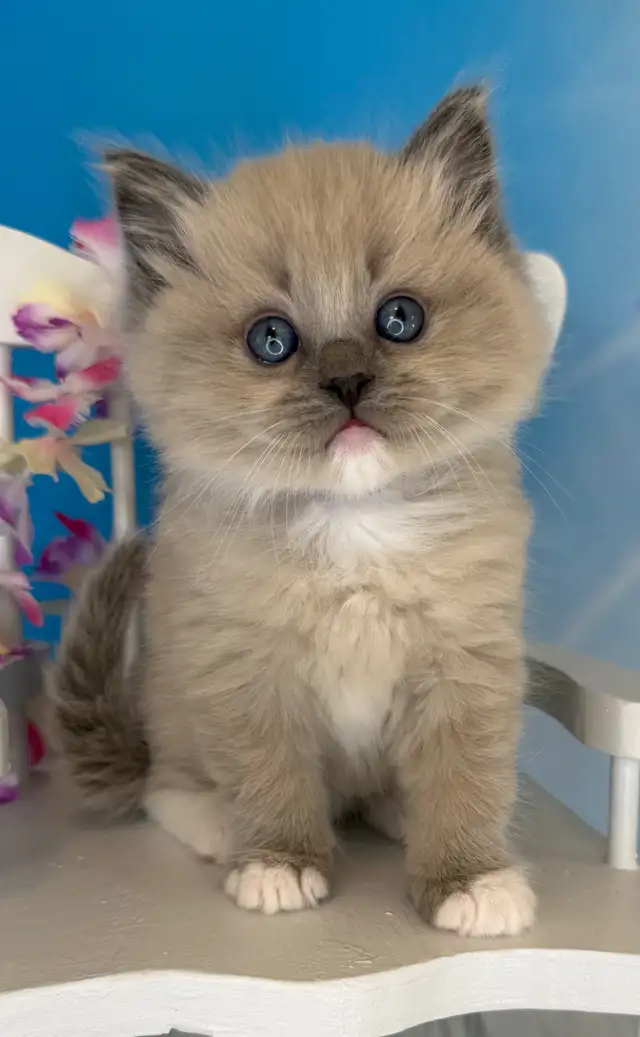 TICA Registered Ragdoll Kittens - Photo 7