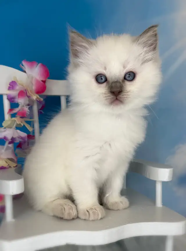 TICA Registered Ragdoll Kittens - Photo 9
