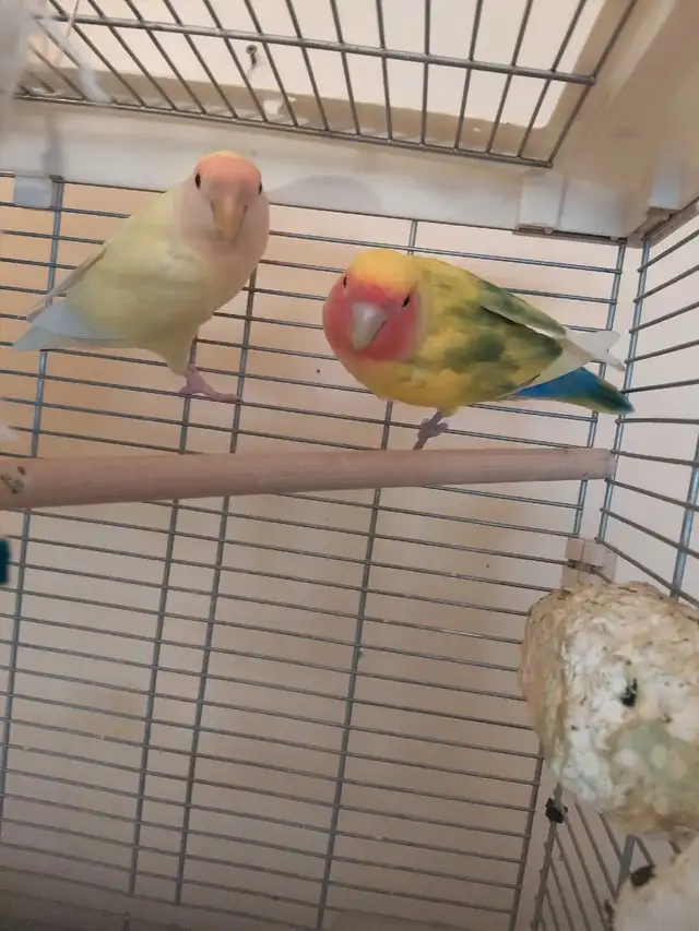 bébé inséparable nain - Photo 2