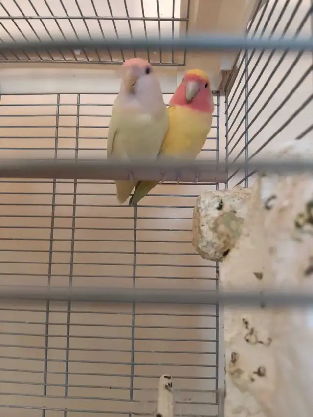 bébé inséparable nain - Photo 3