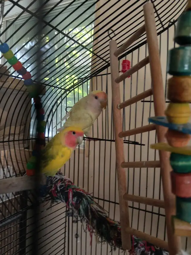 bébé inséparable nain - Photo 4