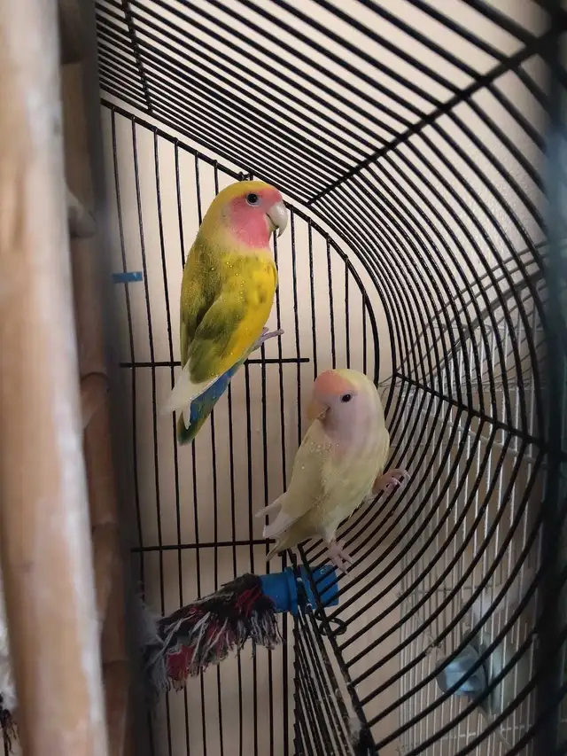 bébé inséparable nain - Photo 5