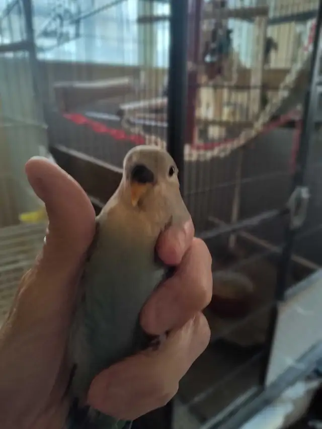 bébé inséparable nain - Photo 6