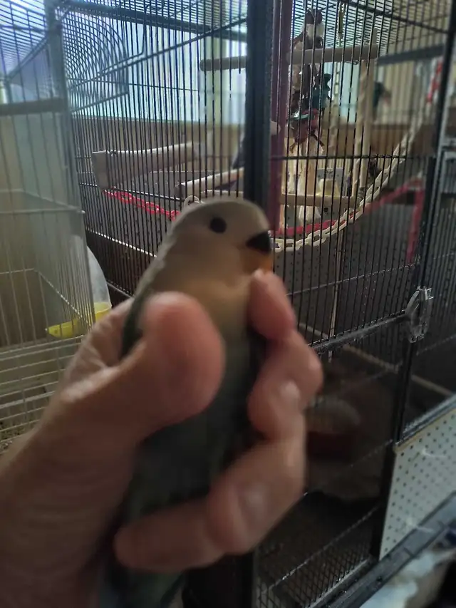 bébé inséparable nain - Photo 7