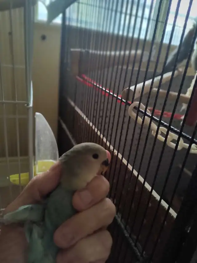 bébé inséparable nain - Photo 8