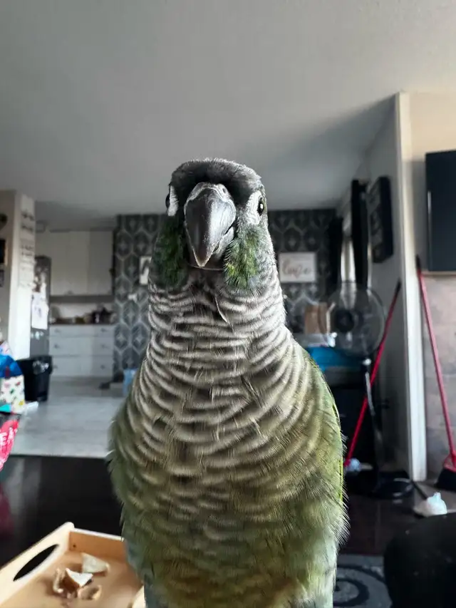 green cheek conure female