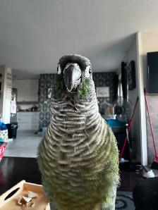green cheek conure female