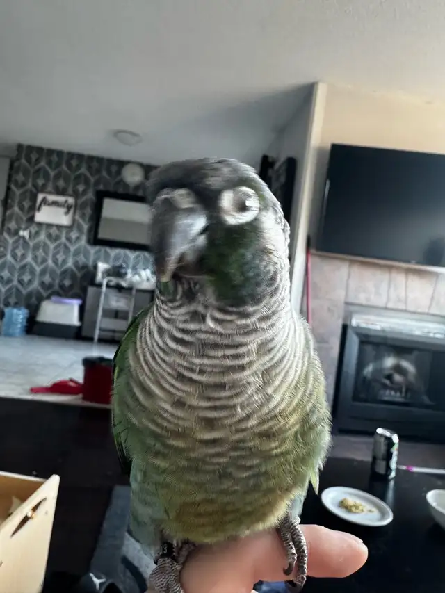 green cheek conure female - Photo 2