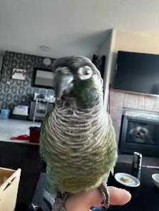 green cheek conure female - Photo 2